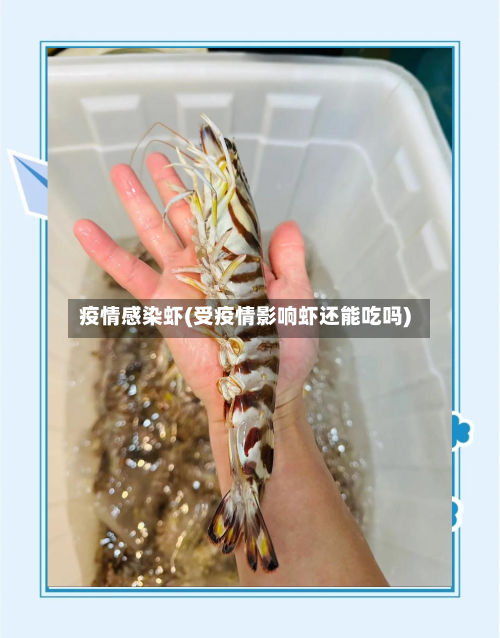疫情感染虾(受疫情影响虾还能吃吗)-第2张图片