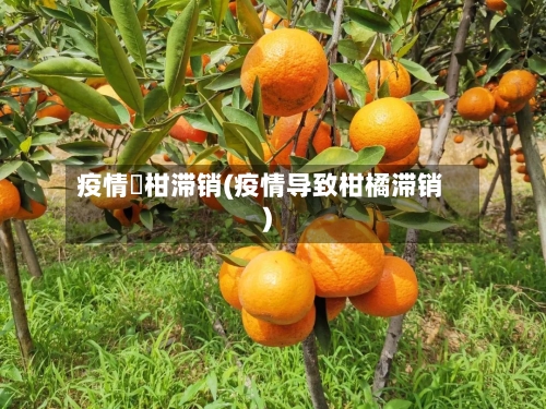 疫情椪柑滞销(疫情导致柑橘滞销)-第3张图片