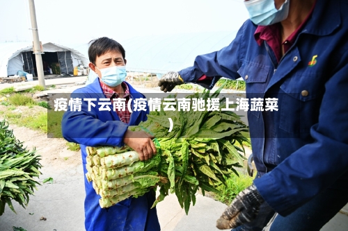 疫情下云南(疫情云南驰援上海蔬菜)-第2张图片