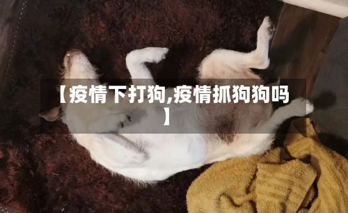 【疫情下打狗,疫情抓狗狗吗】