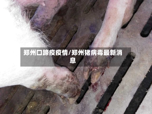 郑州口蹄疫疫情/郑州猪病毒最新消息-第2张图片