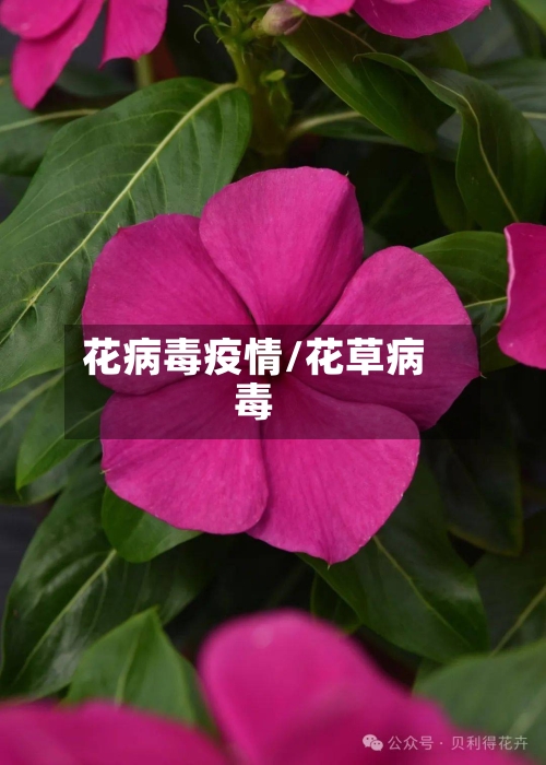 花病毒疫情/花草病毒-第3张图片