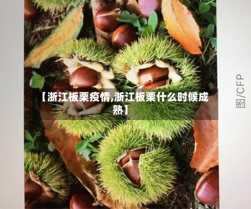 【浙江板栗疫情,浙江板栗什么时候成熟】