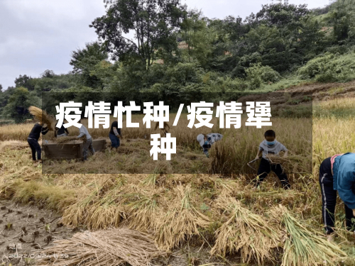 疫情忙种/疫情犟种