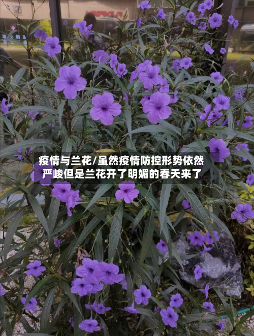 疫情与兰花/虽然疫情防控形势依然严峻但是兰花开了明媚的春天来了