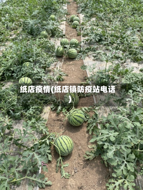 纸店疫情(纸店镇防疫站电话)-第2张图片
