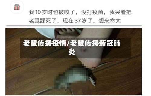 老鼠传播疫情/老鼠传播新冠肺炎
